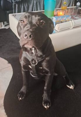 American Pitbull Terrier, American Pitbull Terrier - Hündin