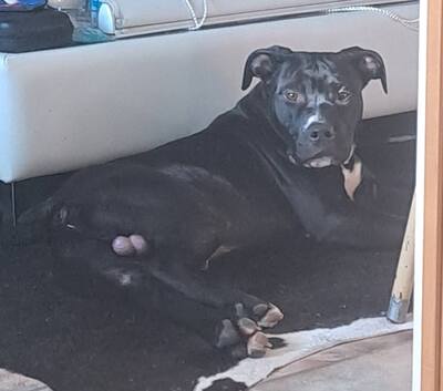 American Pitbull Terrier, American Pitbull Terrier - Hündin