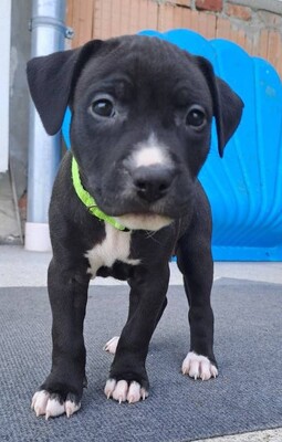 American Pitbull Terrier Welpen, American Pitbull Terrier Welpen - Hündin