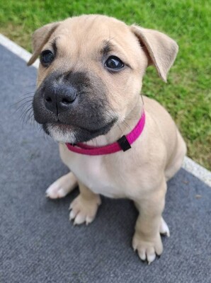 American Pitbull Terrier Welpen, American Pitbull Terrier Welpen - Hündin