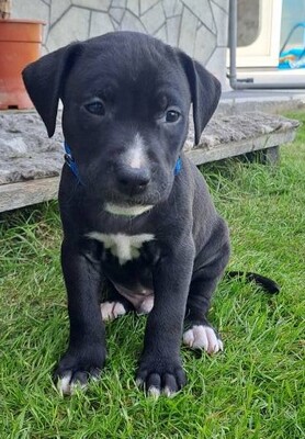 American Pitbull Terrier Welpen, American Pitbull Terrier Welpen - Hündin