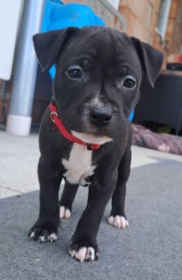 American Pitbull Terrier Welpen, American Pitbull Terrier Welpen - Hündin