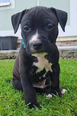 American Pitbull Terrier Welpen, American Pitbull Terrier Welpen - Hündin