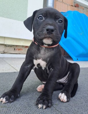 American Pitbull Terrier Welpen, American Pitbull Terrier Welpen - Hündin