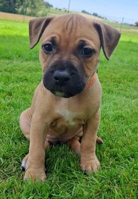 American Pitbull Terrier Welpen, American Pitbull Terrier Welpen - Hündin