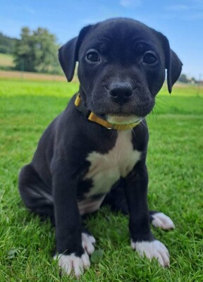 American Pitbull Terrier Welpen, American Pitbull Terrier Welpen - Hündin