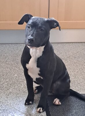 American Pitbull Terrier Welpen, American Pitbull Terrier Welpen - Hündin