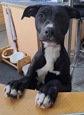 American Pitbull Terrier Welpen, American Pitbull Terrier Welpen - Hündin