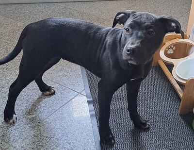 American Pitbull Terrier Welpen, American Pitbull Terrier Welpen - Hündin