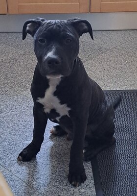 American Pitbull Terrier Welpen, American Pitbull Terrier Welpen - Hündin