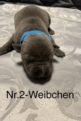 American Staffordshire Terrier Welpen - Rüde
