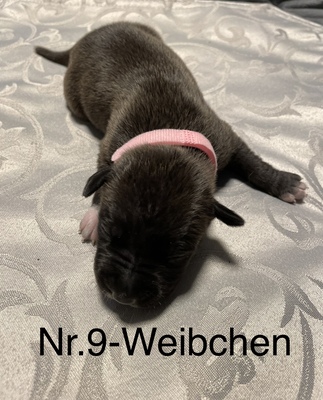 American Staffordshire Terrier Welpen - Rüde