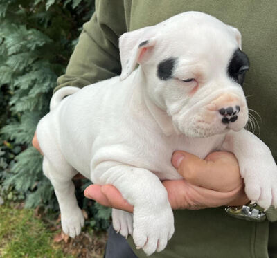 American bully welpen Rüde und Hündin, American Bully Welpen - Rüde