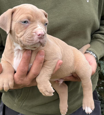 American bully welpen Rüde und Hündin, American Bully Welpen - Rüde