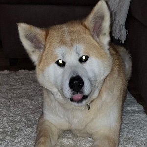 Ami sucht ein Zuhause, Akita Inu - Hündin 1