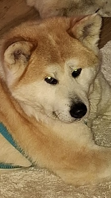 Ami sucht ein Zuhause, Akita Inu - Hündin