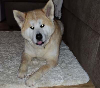 Ami sucht ein Zuhause, Akita Inu - Hündin