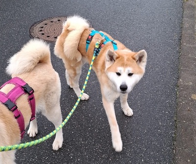 Ami sucht ein Zuhause, Akita Inu - Hündin