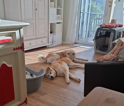 Ami sucht ein Zuhause, Akita Inu - Hündin