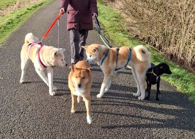 Ami sucht ein Zuhause, Akita Inu - Hündin