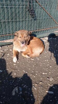 Amica, Mischling - Hündin