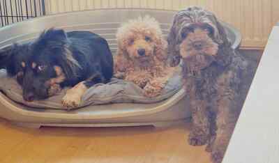 Amica freut sich auf Deinen Besuch