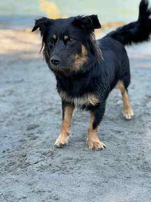Amica freut sich auf Deinen Besuch, Mischling - Hündin