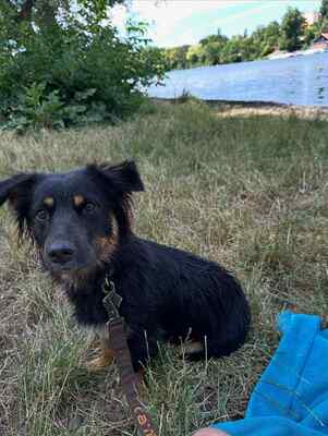 Amica freut sich auf Deinen Besuch, Mischling - Hündin