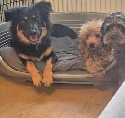 Amica ist eine schlaue Hündin, Mischling - Hündin