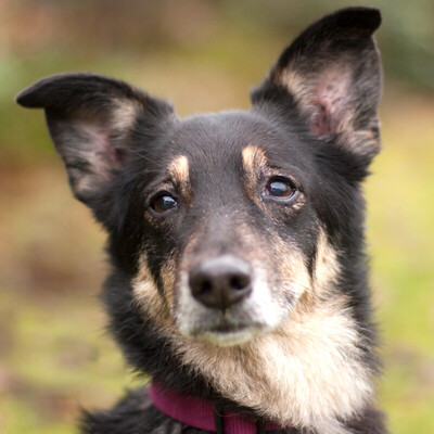 Amina, Mischling - Hündin