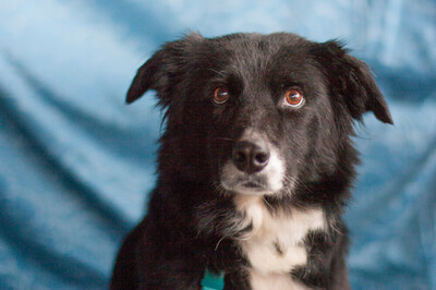 Amira, Border Collie Mix - Hündin