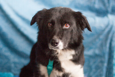 Amira, Border Collie Mix - Hündin