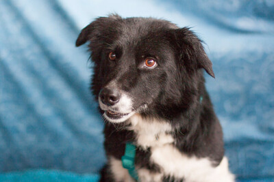 Amira, Border Collie Mix - Hündin