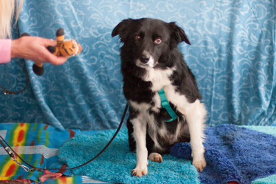 Amira, Border Collie Mix - Hündin