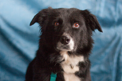 Amira, Border Collie Mix - Hündin