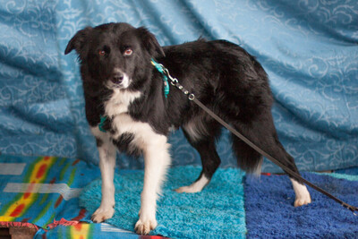 Amira, Border Collie Mix - Hündin