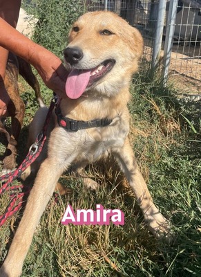 Amira, Golden Retriever - Hündin