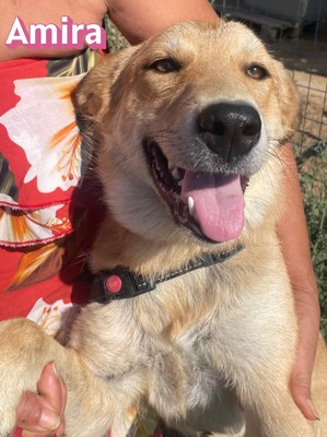 Amira, Golden Retriever - Hündin