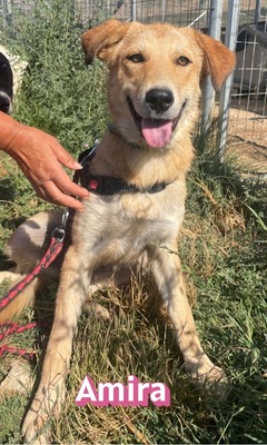 Amira, Golden Retriever - Hündin