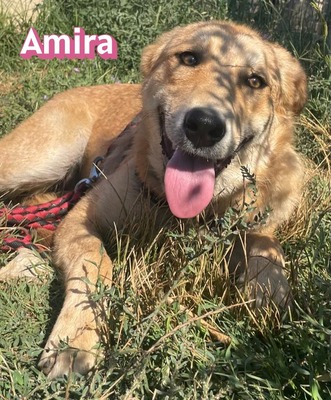 Amira, Golden Retriever - Hündin