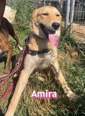 Amira, Golden Retriever - Hündin