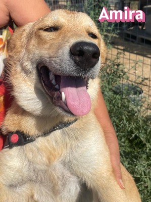 Amira, Golden Retriever - Hündin