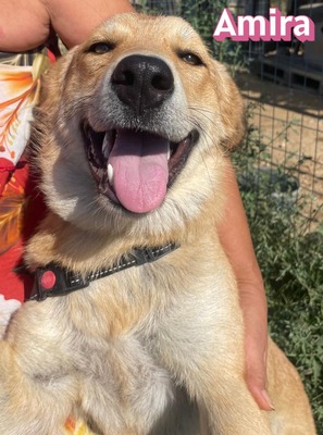 Amira, Golden Retriever - Hündin