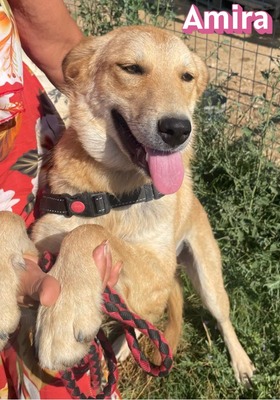 Amira, Golden Retriever - Hündin