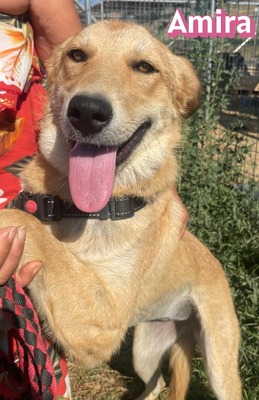Amira, Golden Retriever - Hündin