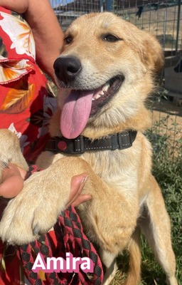 Amira, Golden Retriever - Hündin