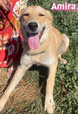 Amira, Golden Retriever - Hündin