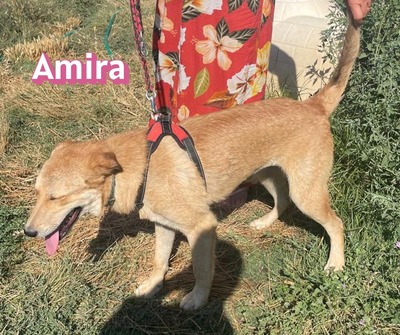 Amira, Golden Retriever - Hündin