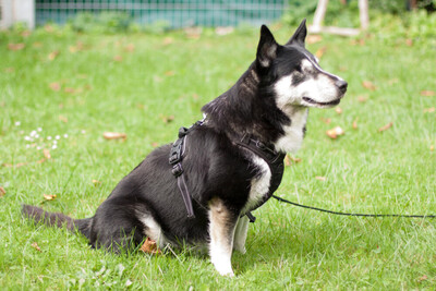 Amori, Corgi-Husky-Mix - Rüde