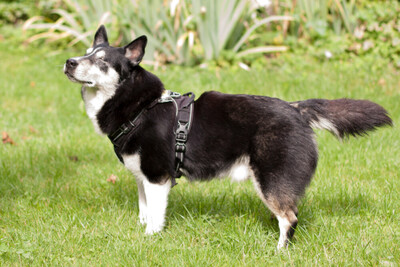 Amori, Corgi-Husky-Mix - Rüde